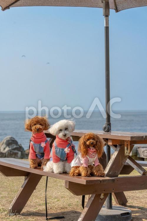 トイプードル トイプードル,トイプー,春の写真素材