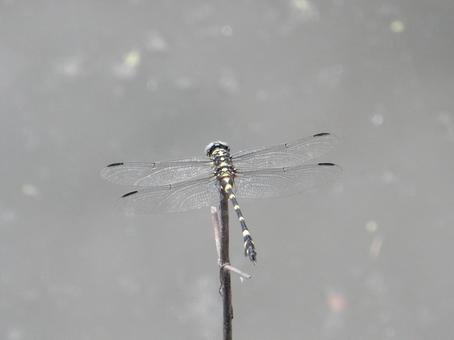 【昆虫写真】ウチワヤンマ(団扇蜻蜒) 【昆虫写真】ウチワヤンマ(団扇蜻蜒)の写真