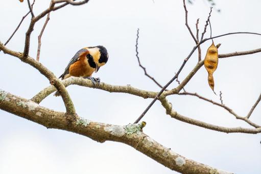 ヤマガラ(40)の写真