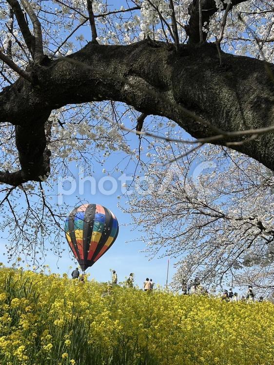 春 春,桜,菜の花の写真素材