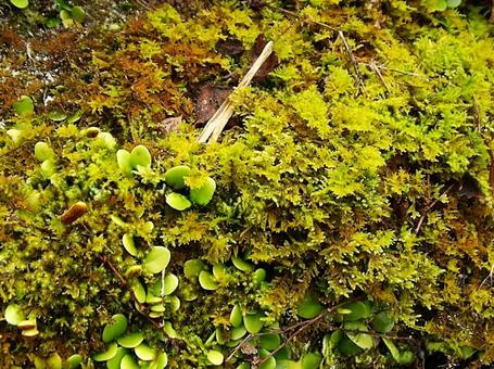 1　 苔(コケ) 苔,植物,自生の写真素材