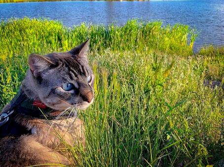 キャンプ猫 キャンプ猫 猫,野外,アウトドアの写真素材