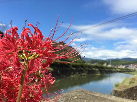 Photo, higambana, red, outdoors, 