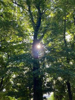 森の木越の夏の陽射し 森の木越の夏の陽射しの写真