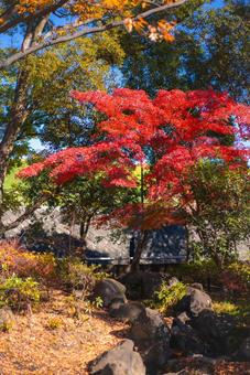 鮮やかな紅葉が彩る秋の公園 紅葉,もみじ,秋の写真素材