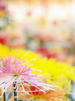 菊 菊 菊,菊の花,キクの写真素材