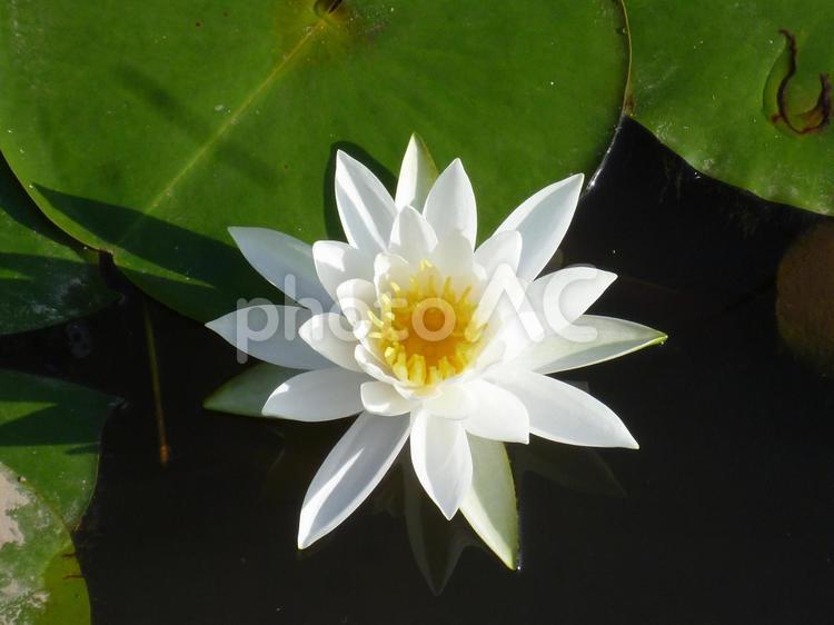 凛として 蓮の花,白い,白の写真素材