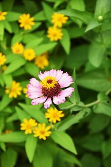 Zinnia, JPG