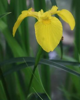 平安時代の貴族から愛された 平安時代の貴族から愛された 黄菖蒲,花,フラワーの写真素材