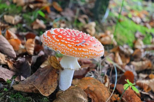 ベニテングタケ ベニテングタケ,きのこ,秋の写真素材