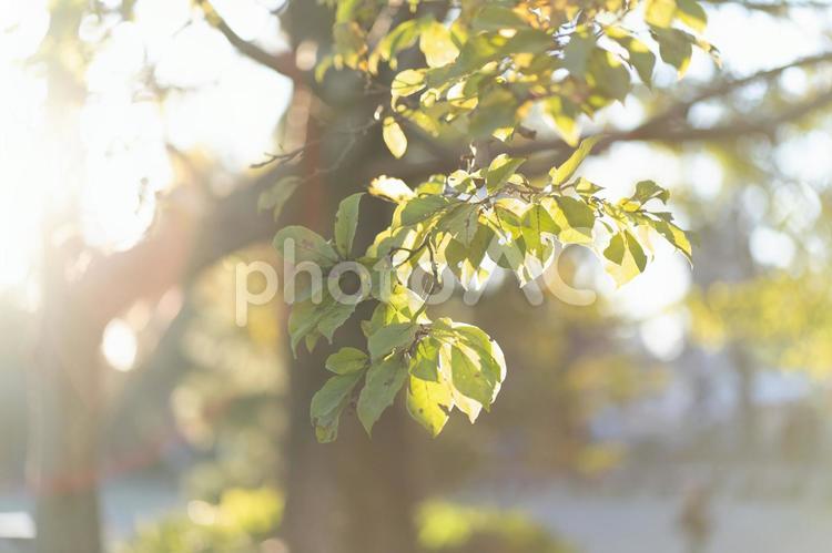 木漏れ日 背景,森,自然の写真素材