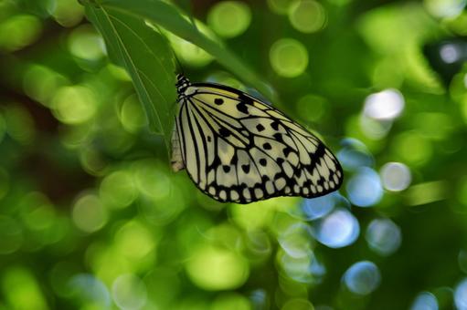 Idea leuconoe in the light③, JPG Idea leuconoe in the light③, JPG