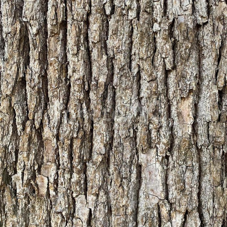 木、樹皮、木目02 木,tree,公園の写真素材