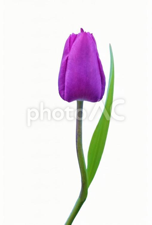 チューリップ　切り抜き素材PSD チューリップ,花,季節の写真素材