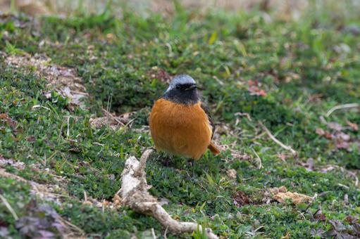 ジョウビタキの雄が草むらに立つ ジョウビタキの雄が草むらに立つの写真