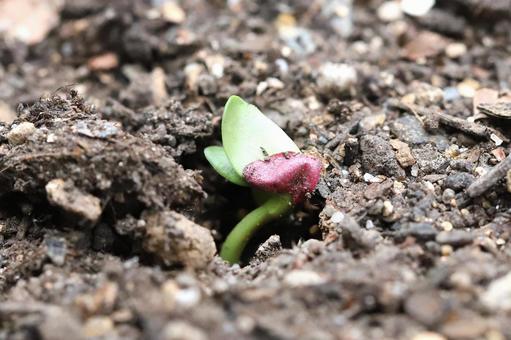 Radish germination, JPG