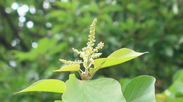 アカメガシワの写真