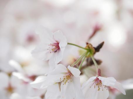 桜の花 桜の花の写真