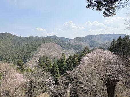 吉野・一目千本桜 吉水神社,一目千本,奈良の写真素材