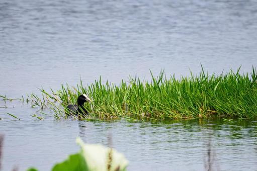 Coot⑼, JPG Coot⑼, JPG