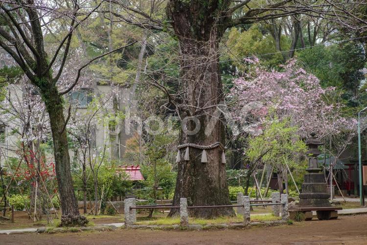 東京赤坂にある氷川神社境内の桜 境内,氷川神社,自然の写真素材