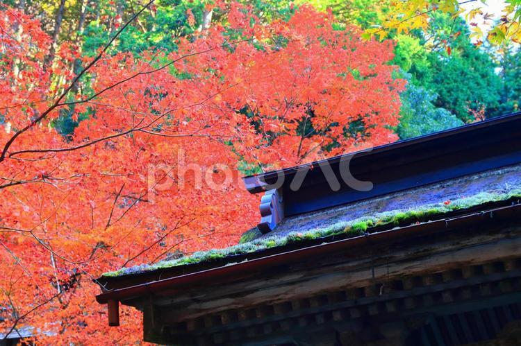岐阜県　横蔵寺の紅葉 横蔵寺,岐阜県,揖斐川町の写真素材
