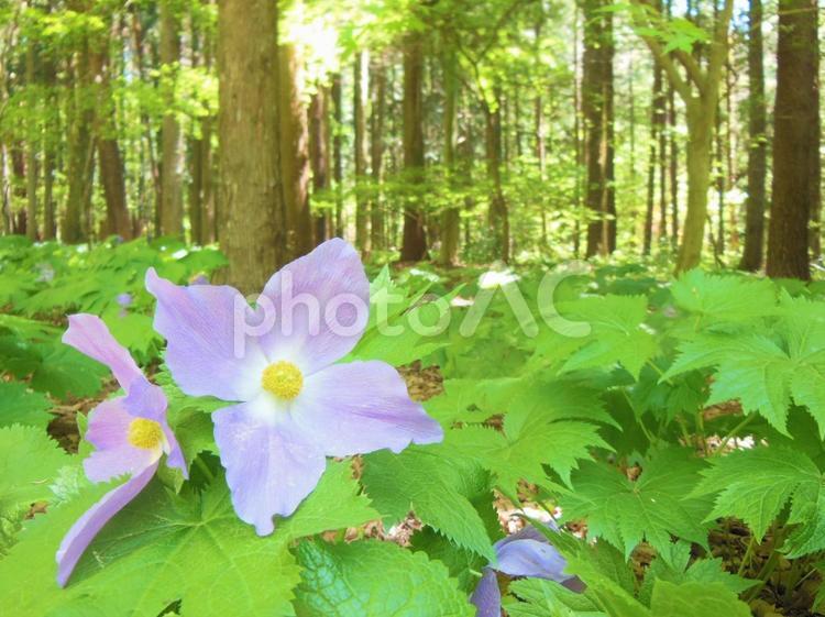 シラネアオイの咲く風景 赤城自然園,自然,屋外の写真素材
