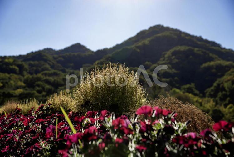 太陽の光を受ける緑のコキア コキア,植物,山の写真素材