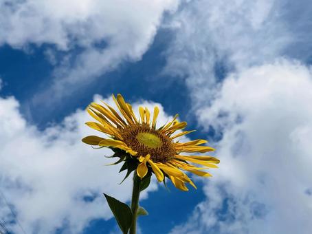 ひまわり③ ヒマワリ,夏,花の写真素材