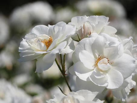 白いバラ　アイスバーグ⑬ バラ,薔薇,花の写真素材