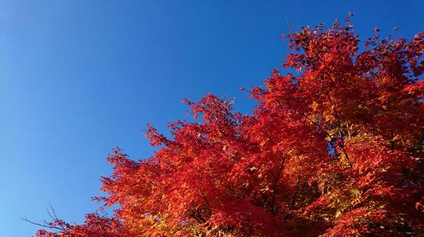 空の青と紅葉の赤 空の青と紅葉の赤の写真