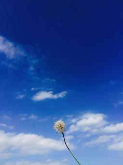 青空 青空の写真