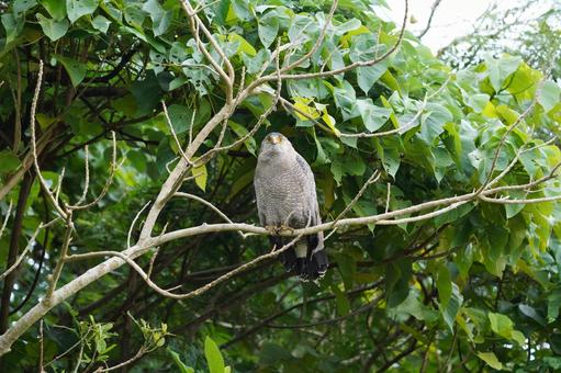 Photo, bird, birds, wild, 