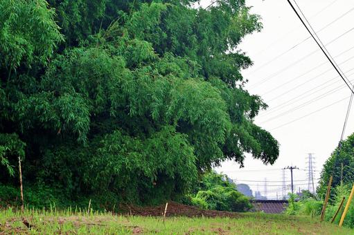 夏の田舎の風景 田舎,竹林,真竹の写真素材