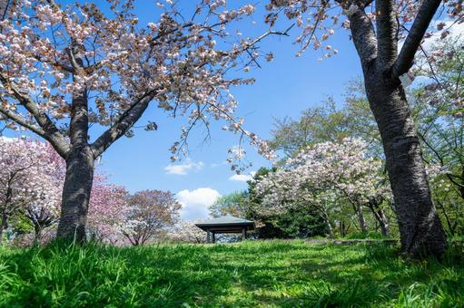 満開の桜 満開の桜の写真