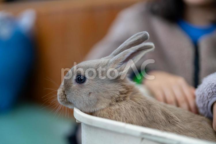 癒されるかわいいウサギ カワイイ,うさぎ,癒されるの写真素材