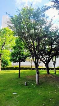 長崎市立図書館の芝生と木 長崎市立図書館の芝生と木の写真