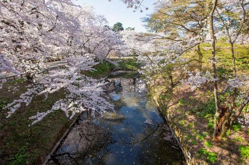 桜 桜の写真