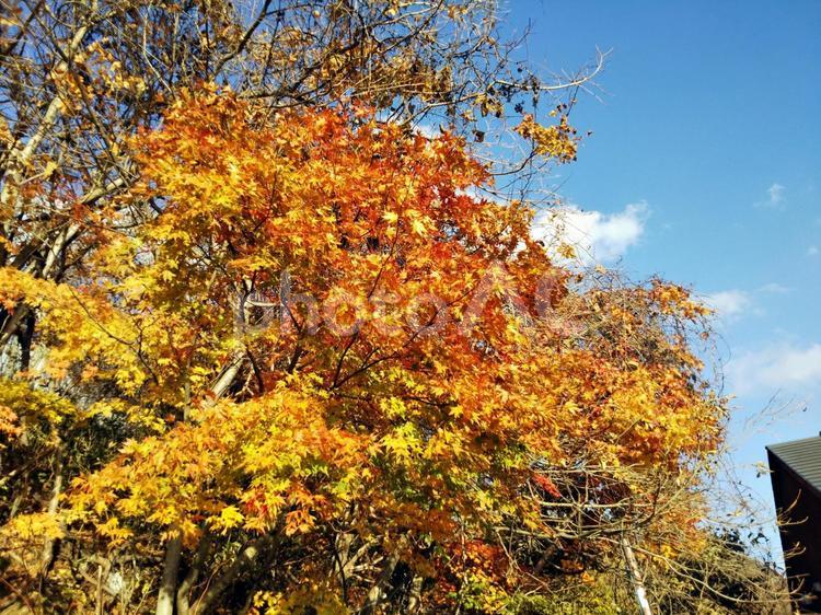 支笏湖　黄金色の紅葉 支笏湖,紅葉,湖畔園地の写真素材