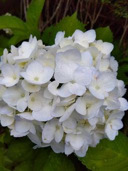 Photo, natural, simple, hydrangea, 