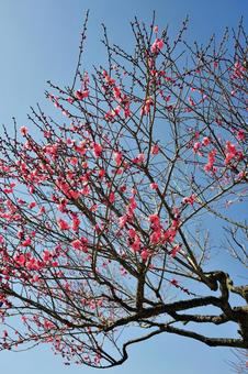 空とピンクの花 空とピンクの花の写真