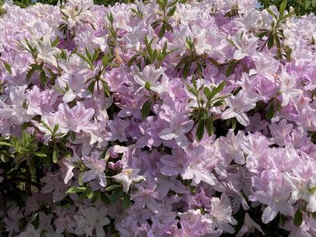 Blooming azaleas, JPG Blooming azaleas, JPG