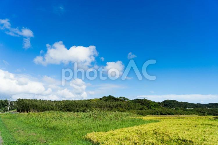 夏の終わりの田んぼ 田んぼ,青空,稲の写真素材