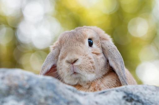 ペットのうさぎ うさぎ,ペット,干支の写真素材
