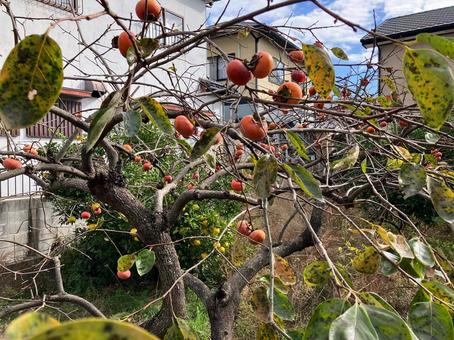 秋に実った柿の実 柿,フルーツ,青空の写真素材