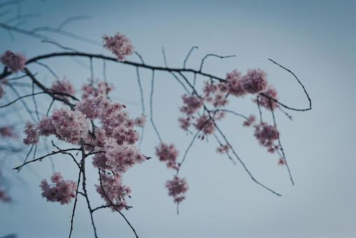 八重桜 八重桜の写真