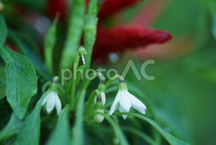 トウガラシの花 トウガラシ,花,白の写真素材