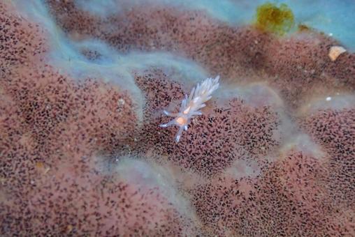 Photo, scuba diving, diving, nuushi, 