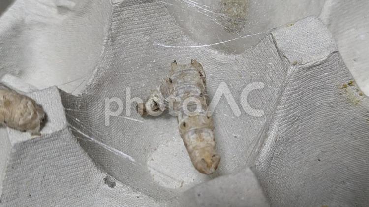 まゆを作る蚕の幼虫 シルクワーム,蚕,蚕の幼虫の写真素材