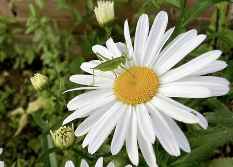 花にとまるヤブキリの幼虫 花にとまるヤブキリの幼虫 初夏,バッタ,幼虫の写真素材